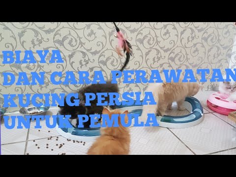 Cara Merawat Kucing Persia Untuk Pemula. Dan biayanya.