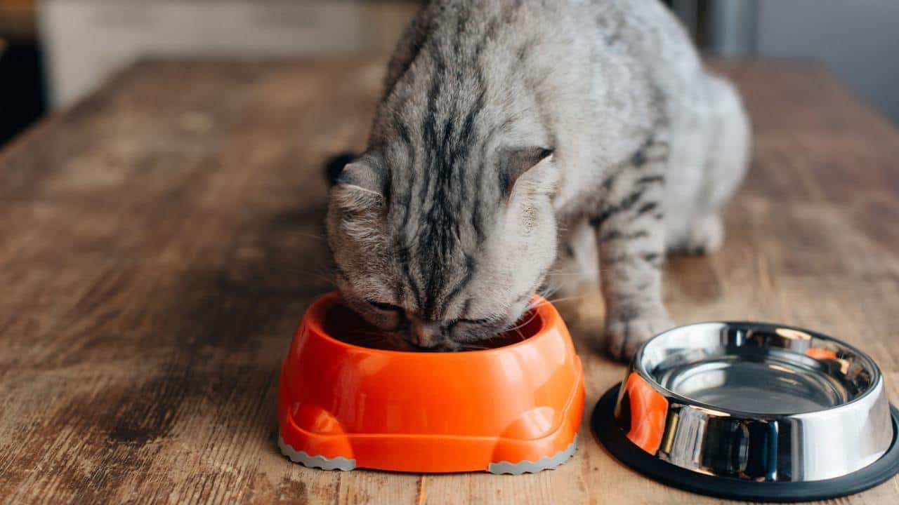 Makanan Kucing Persia dan Kucing Kampung agar Tumbuh Sehat