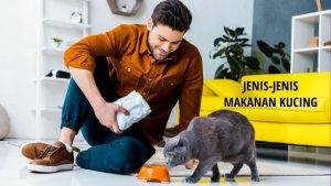 Makanan Kucing Persia dan Kucing Kampung agar Tumbuh Sehat
