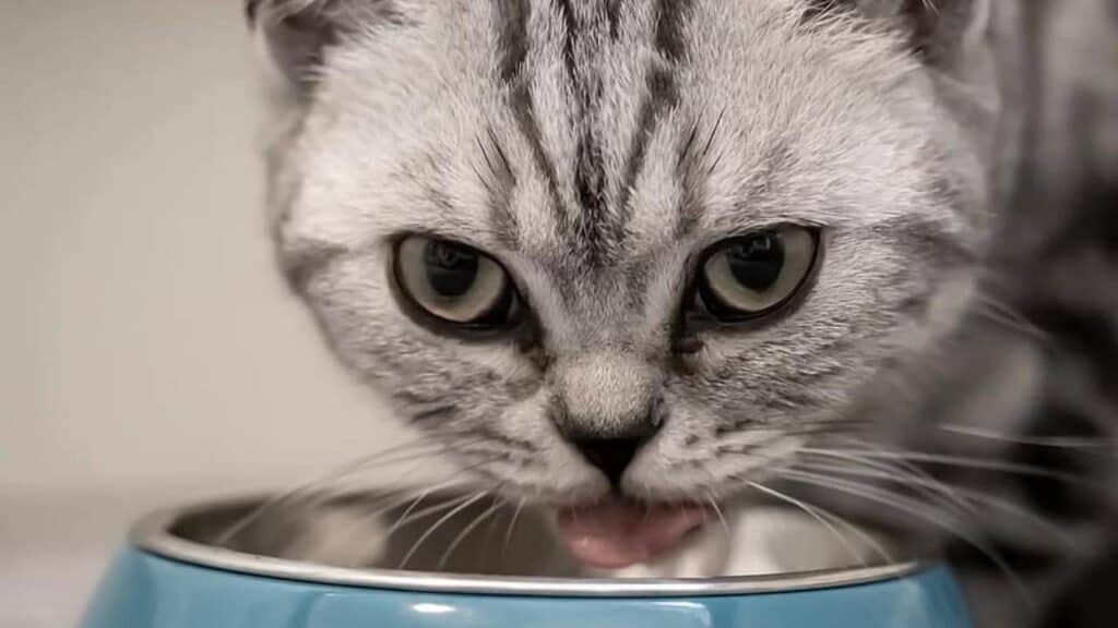 Jenis jenis Makanan untuk Kucing