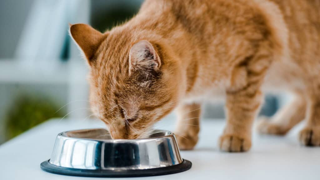 Makanan Kucing Kampung agar Cepat Gemuk Bulunya Lebat dan Sehat