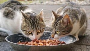 9+ Makanan Kucing Kampung dan Minumannya agar Sehat