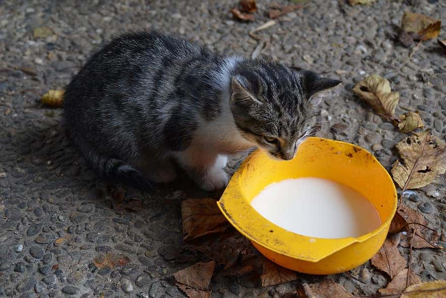 Minuman untuk Kucing Kampung by pikist