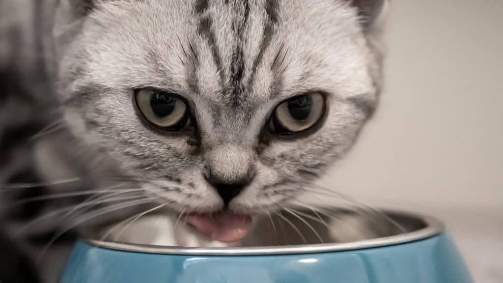 7 Rekomendasi Makanan Kucing untuk Bulu Rontok by birgl Pixabay