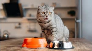 Makanan Kucing Murah yang Basah dan Kering
