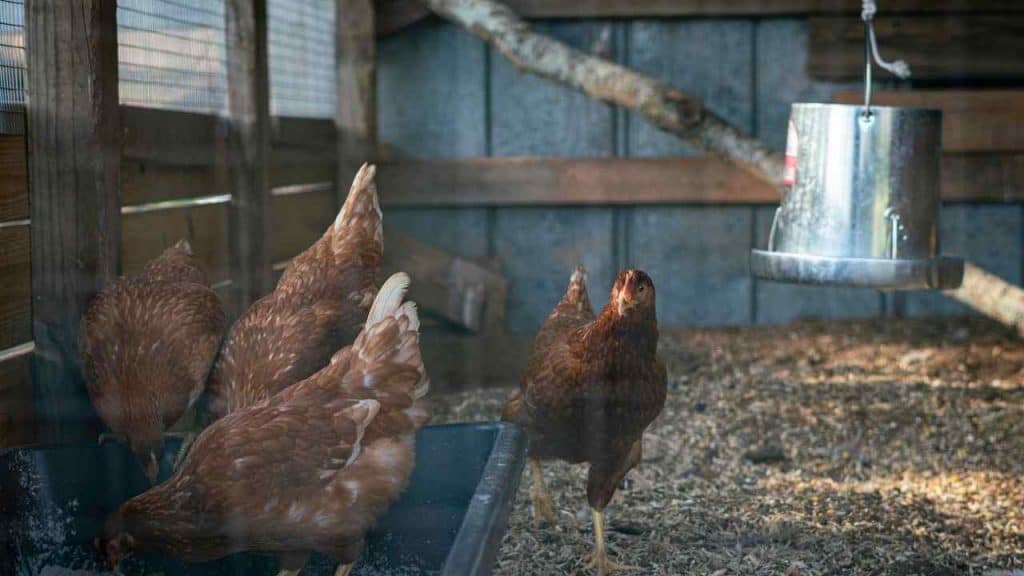 Beberapa Masalah dalam Beternak Ayam by Jules Palmer Pexels