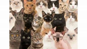 17 Jenis-jenis Kucing Populer dan Kisaran Harganya