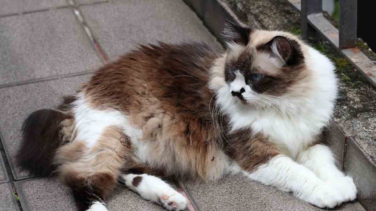 17 Jenis-jenis Kucing Populer dan Kisaran Harganya