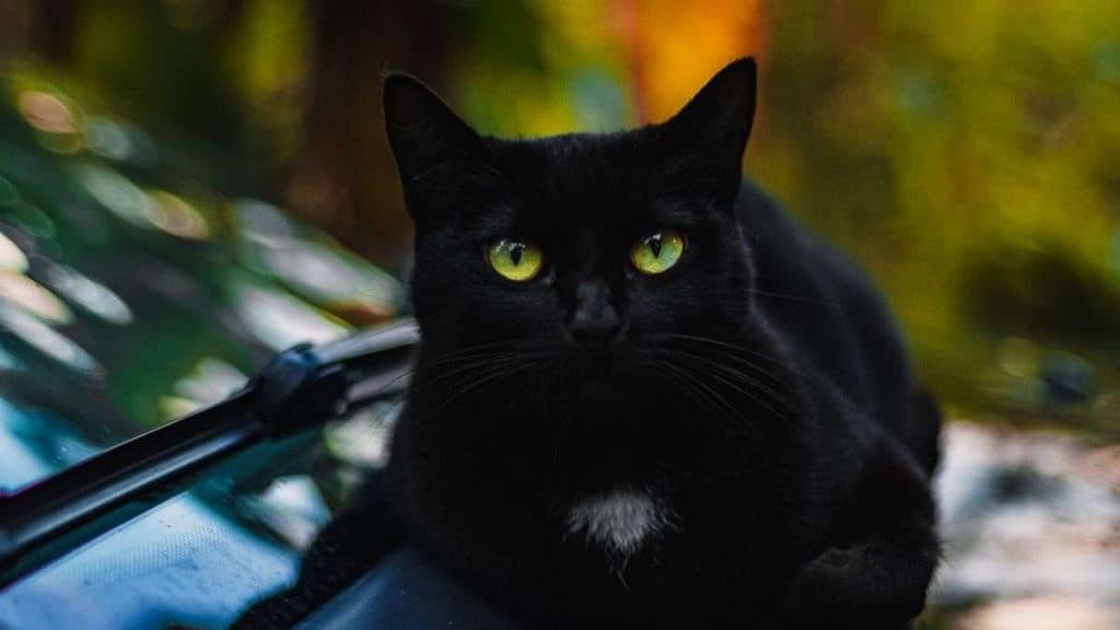 Kucing Hitam by Marcelo Chagas from Pexels Canva
