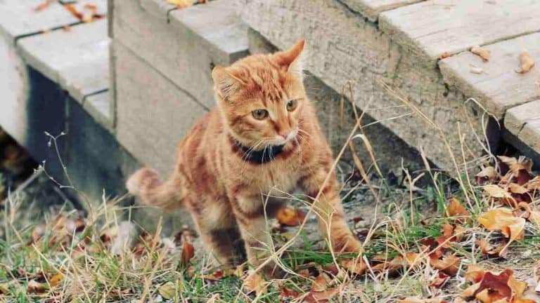 17 Jenis-jenis Kucing Populer dan Kisaran Harganya