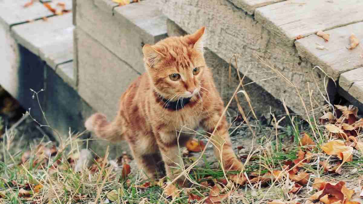 19 Jenis-jenis Kucing dan Harganya yang Murah hingga 1 M