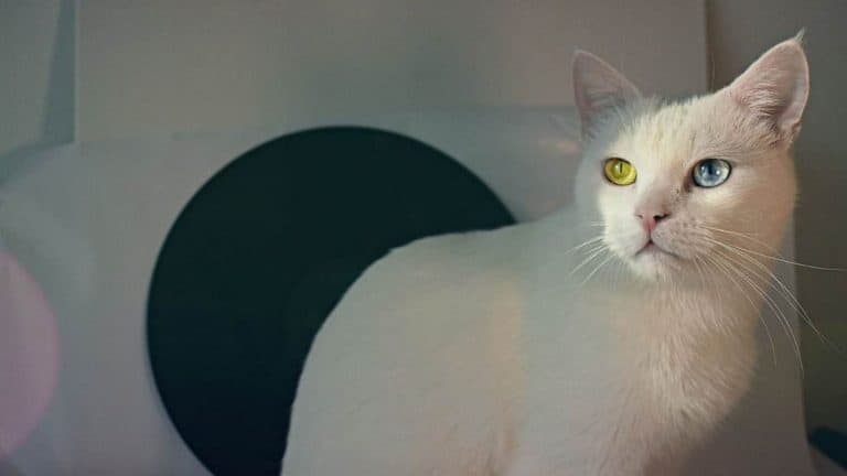 19 Jenis-jenis Kucing dan Harganya yang Murah hingga 1 M