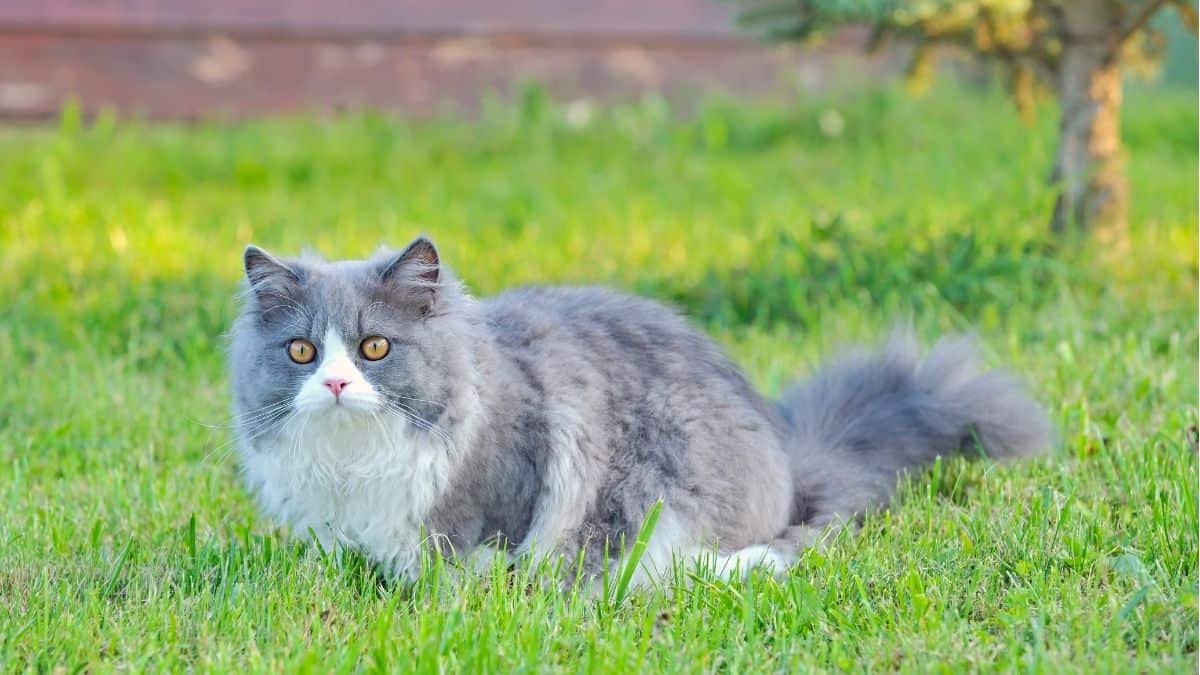 17 Jenis-jenis Kucing Populer dan Kisaran Harganya