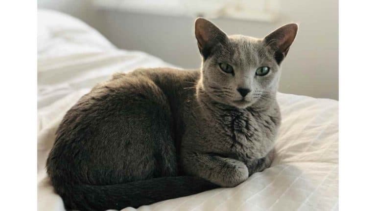 19 Jenis-jenis Kucing dan Harganya yang Murah hingga 1 M