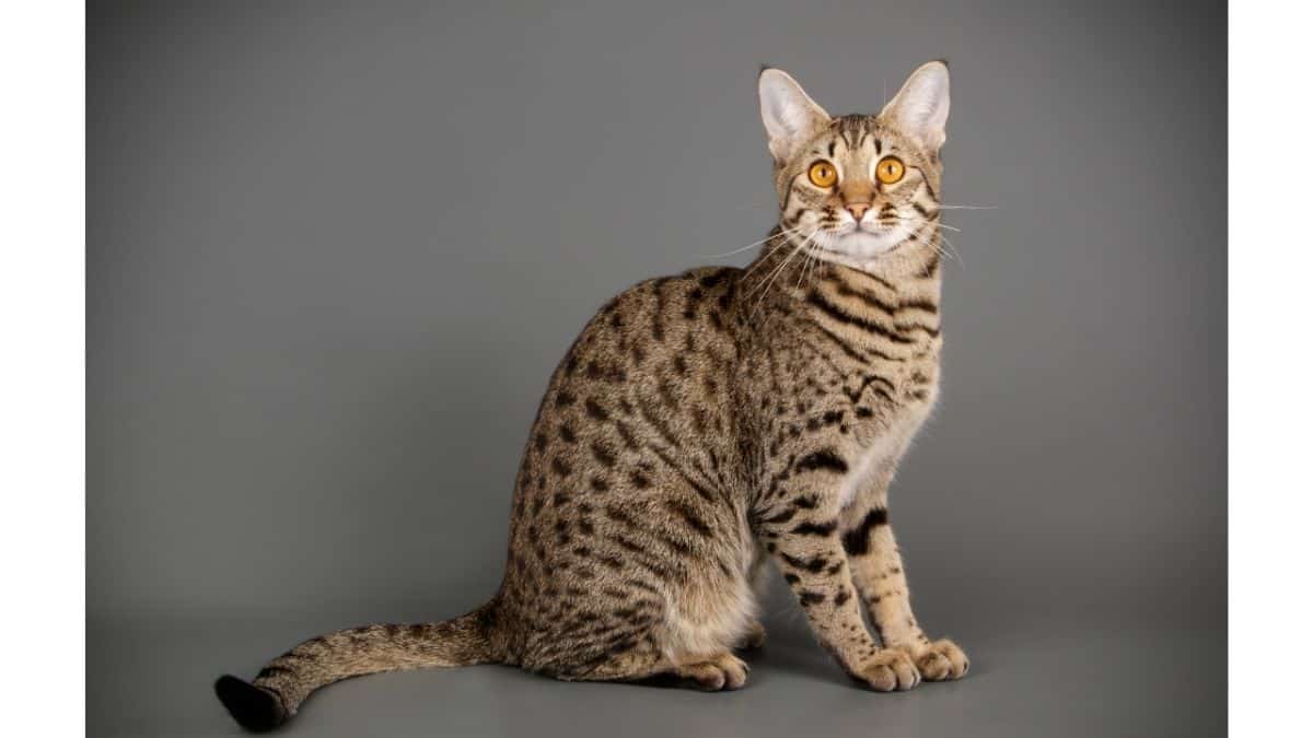 19 Jenis-jenis Kucing dan Harganya yang Murah hingga 1 M