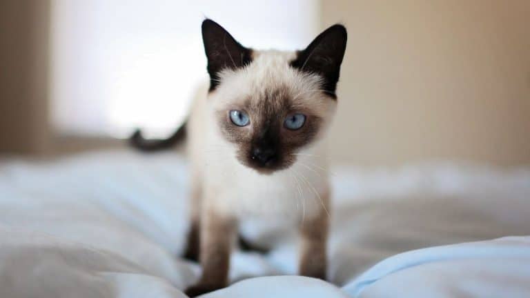 17 Jenis-jenis Kucing Populer dan Kisaran Harganya