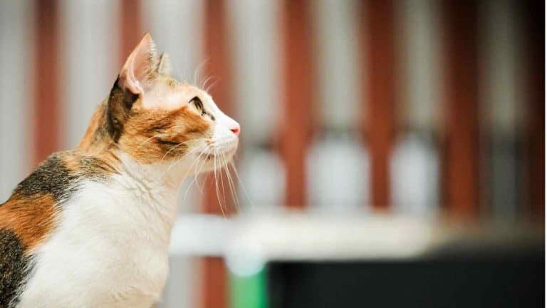 19 Jenis-jenis Kucing dan Harganya yang Murah hingga 1 M