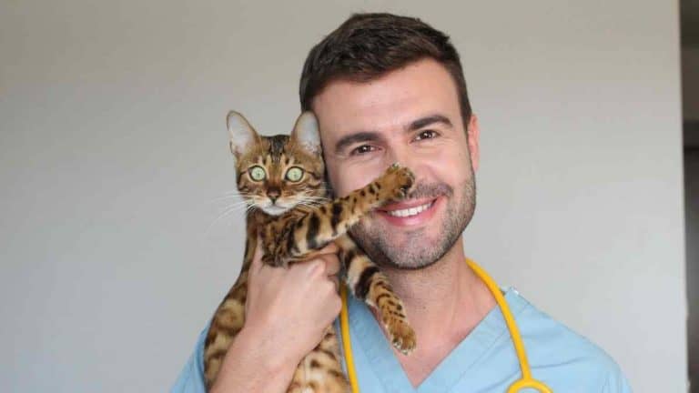 5 Jenis Kucing Bengal dan Harganya, Termasuk Kucing Langka