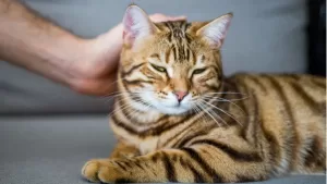 5 Jenis Kucing Bengal dan Harganya, Termasuk Kucing Langka