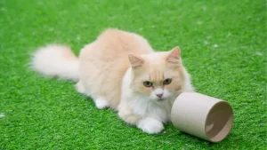6 Jenis Kucing Munchkin, Harga dan Cara Merawatnya