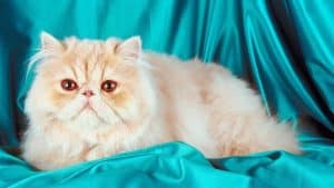 7 Jenis Kucing Persia, Harga, Makanan, dan Cara Merawatnya