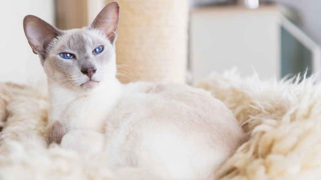 Lilac Point Siamese Cat