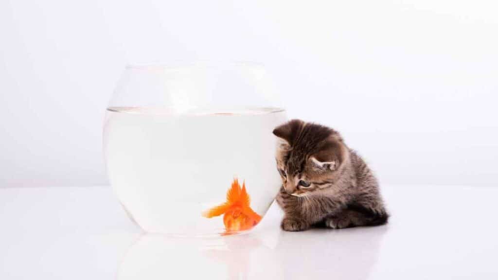 Kucing baru lahir makan ikan