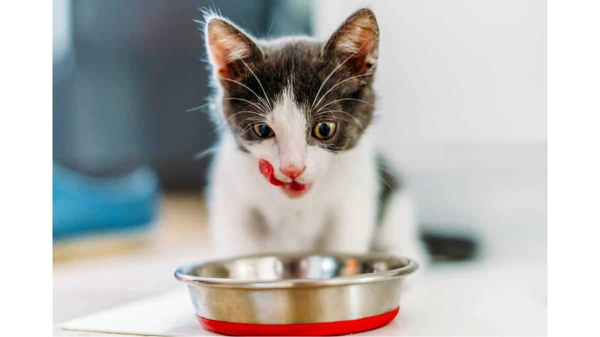 Makanan Kucing Kampung Masih Kecil