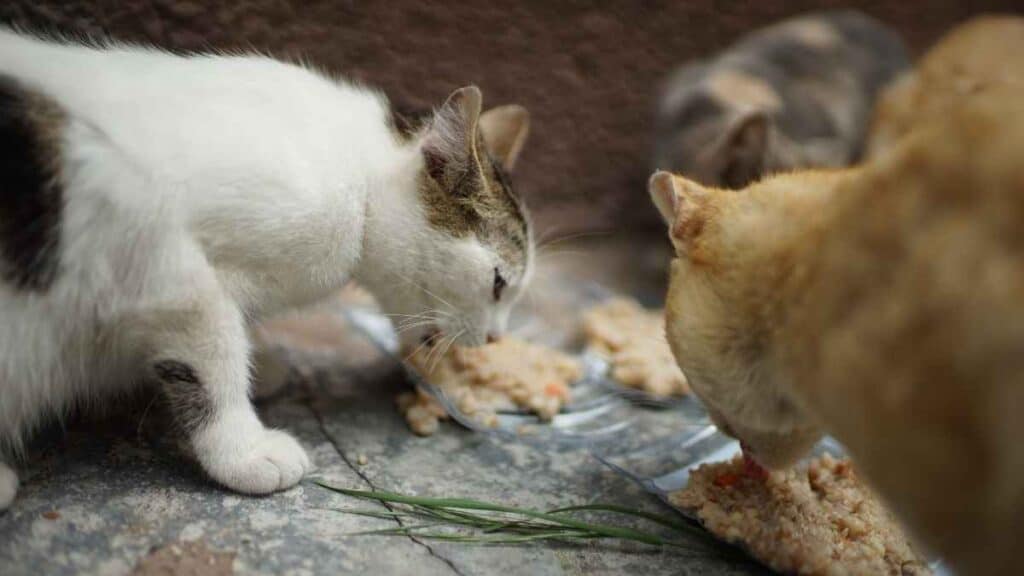 Kucing Kampung Makan Bubur
