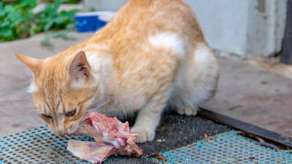 Kucing Makan Daging