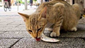 9 Makanan Kucing Kampung Agar Cepat Gemuk