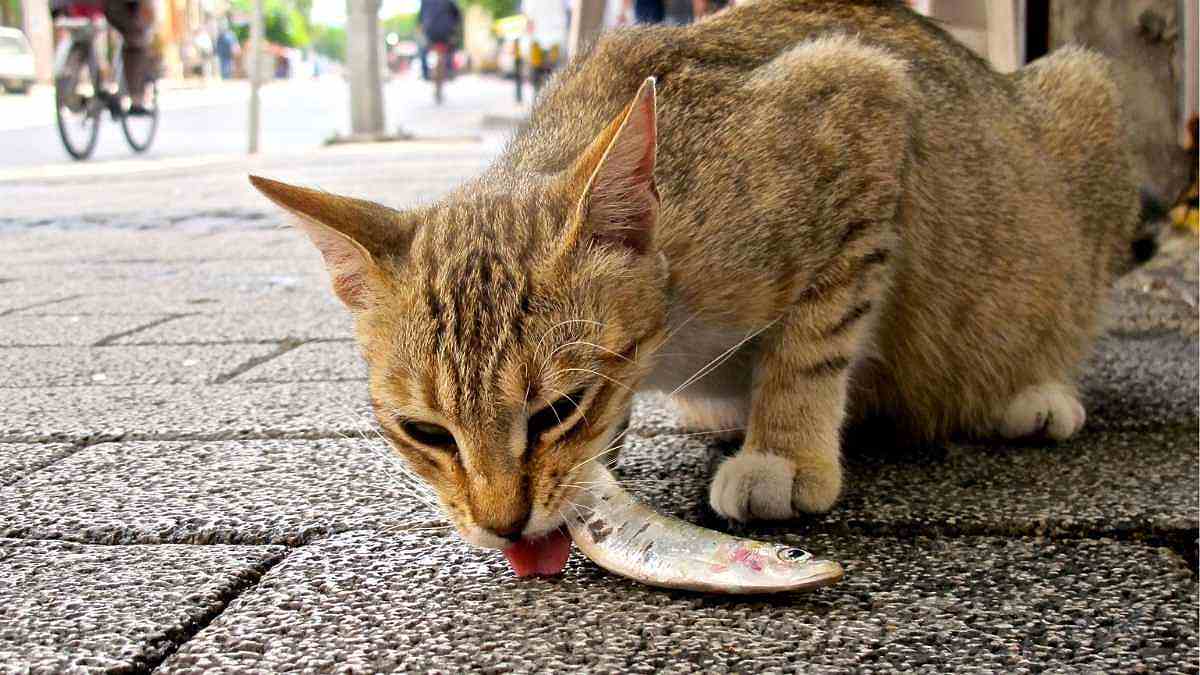 cara membuat makanan kucing agar cepat gemuk