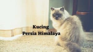 6 Fakta Tentang Kucing Persia Himalaya