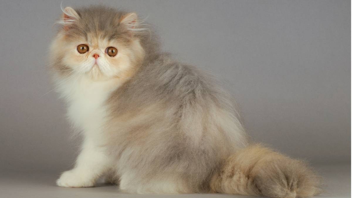 Kucing Persia Flatnose