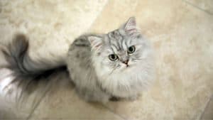 Kucing Persia Abu-Abu
