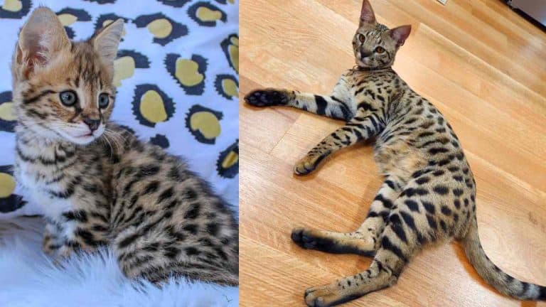 19 Jenis-jenis Kucing dan Harganya yang Murah hingga 1 M