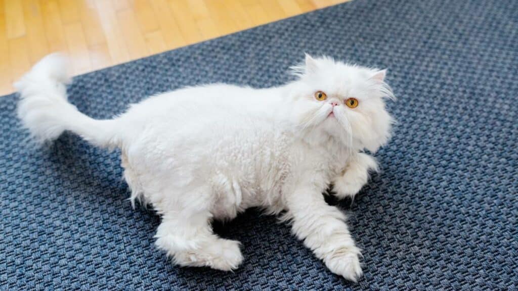 Ciri ciri Kucing Persia Putih