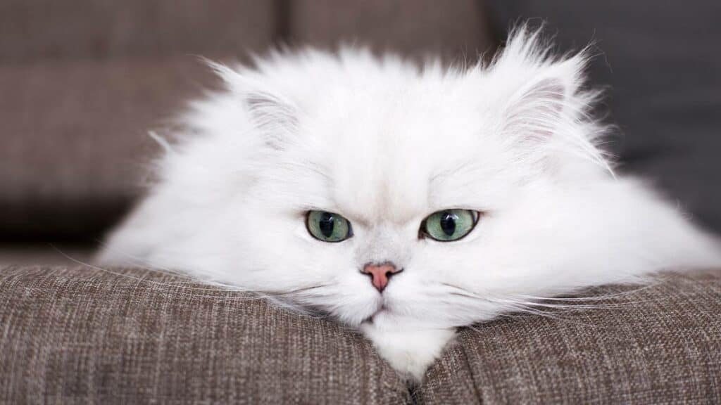 Kucing Persia Putih 2