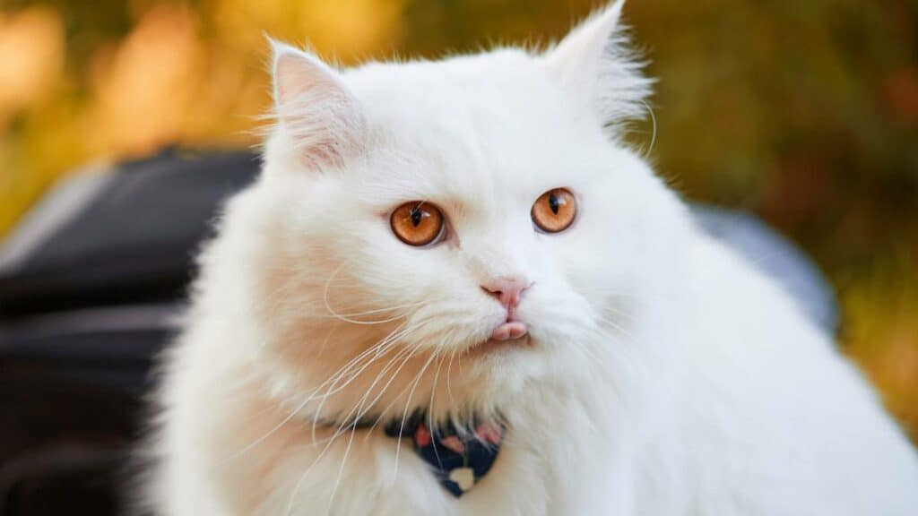 Jenis jenis Kucing Anggora Asli