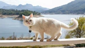 Kucing Anggora: Ciri Fisik, Cara Merawat dan Harganya