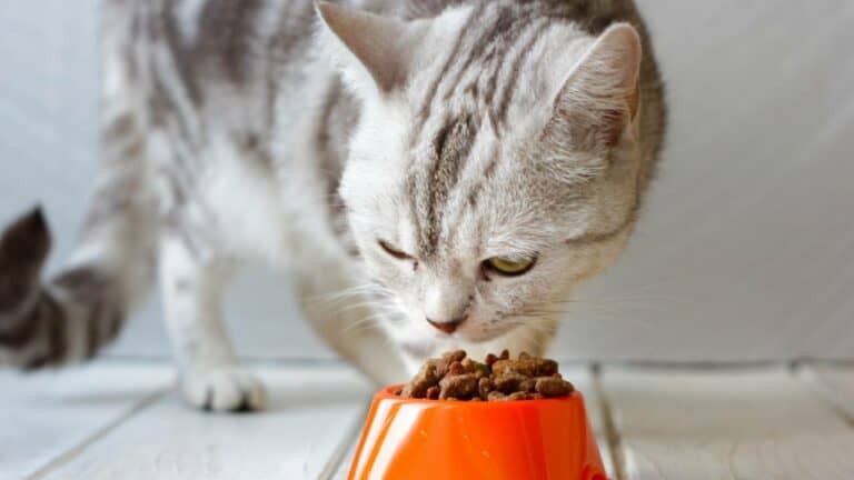Makanan Kucing Termahal